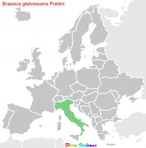 Brassica glabrescens Poldini